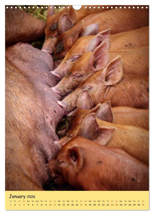 Produktbild: Just Pigs (Wall Calendar 2026 DIN A3 portrait), CALVENDO 12 Month Wall Calendar