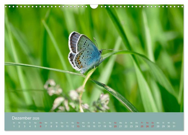 Produktbild: Fauna trifft Flora - Tierischer Besuch im Pflanzenreich (Wandkalender 2026 DIN A3 quer), CALVENDO Monatskalender