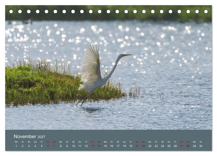 Produktbild: Reiher in der Elbmarsch (Tischkalender 2027 DIN A5 quer), CALVENDO Monatskalender