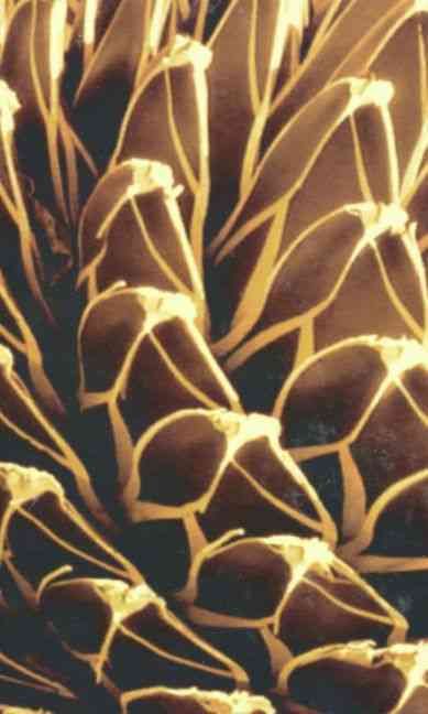 Produktbild: Instabilities and Self-Organization in Materials