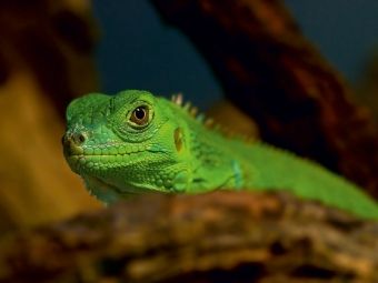 Produktbild: CALVENDO Puzzle Gr&uuml;ne Wasseragame | 1000 Teile Lege-Gr&ouml;&szlig;e 64x48cm Foto-Puzzle f&uuml;r gl&uuml;ckliche Stunden