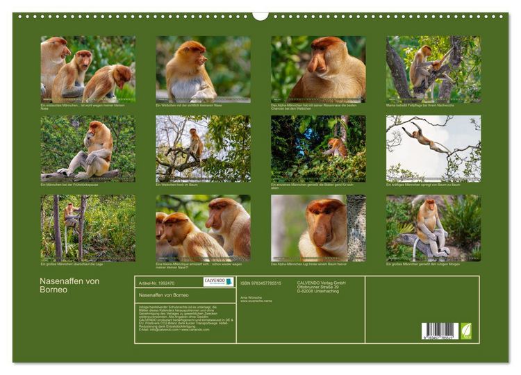 Produktbild: Nasenaffen von Borneo (Wandkalender 2026 DIN A2 quer), CALVENDO Monatskalender