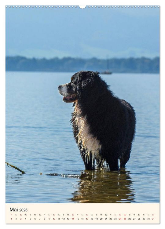Produktbild: Die sch&ouml;nste Rasse der Welt - Berner Sennenhund (hochwertiger Premium Wandkalender 2026 DIN A2 hoch), Kunstdruck in Hochglanz