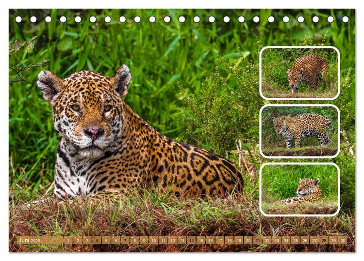 Produktbild: Raubkatzen - gro&szlig; & klein (Tischkalender 2026 DIN A5 quer), CALVENDO Monatskalender