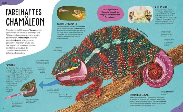 Produktbild: Anatomie der Tiere