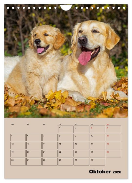 Produktbild: Jahresplaner Golden Retriever Welpen (Wandkalender 2026 DIN A4 hoch), CALVENDO Monatskalender