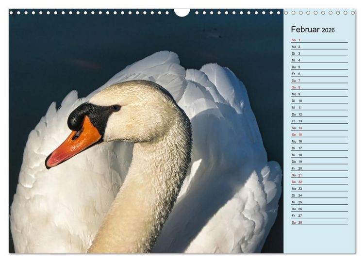Produktbild: Schwanenzauber (Wandkalender 2026 DIN A3 quer), CALVENDO Monatskalender