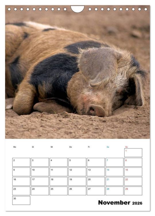 Produktbild: Schweine 2026 (Wandkalender 2026 DIN A4 hoch), CALVENDO Monatskalender