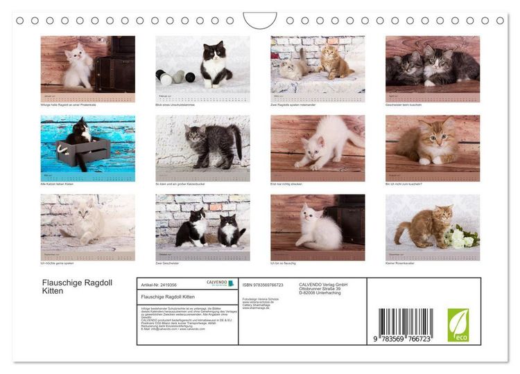 Produktbild: Flauschige Ragdoll Kitten (Wandkalender 2027 DIN A4 quer), CALVENDO Monatskalender