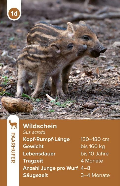 Produktbild: Einheimische S&auml;ugetiere &ndash; das Quartett-Spiel
