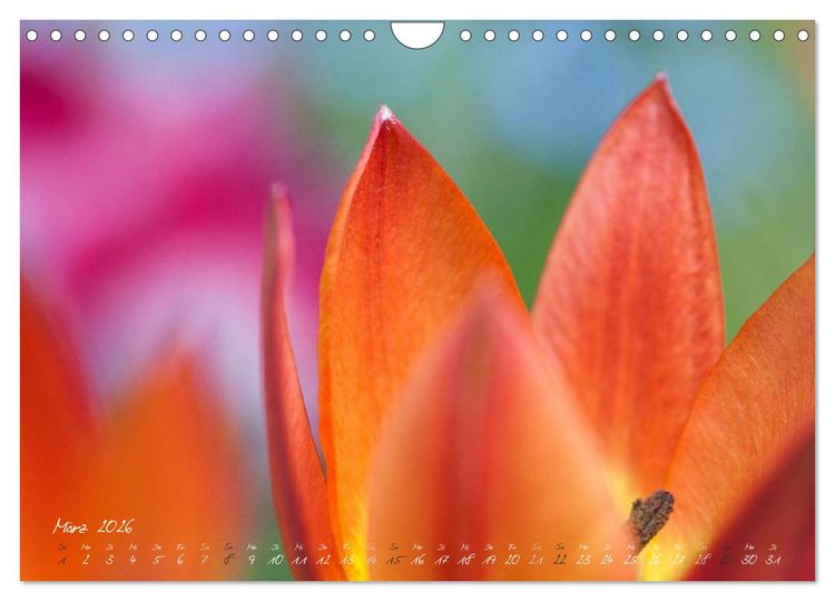 Produktbild: Bl&uuml;tenzauber in meinem Garten (Wandkalender 2026 DIN A4 quer), CALVENDO Monatskalender