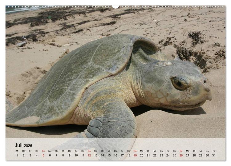 Produktbild: Meeresschildkr&ouml;ten. Nomaden der Ozeane (Wandkalender 2026 DIN A2 quer), CALVENDO Monatskalender