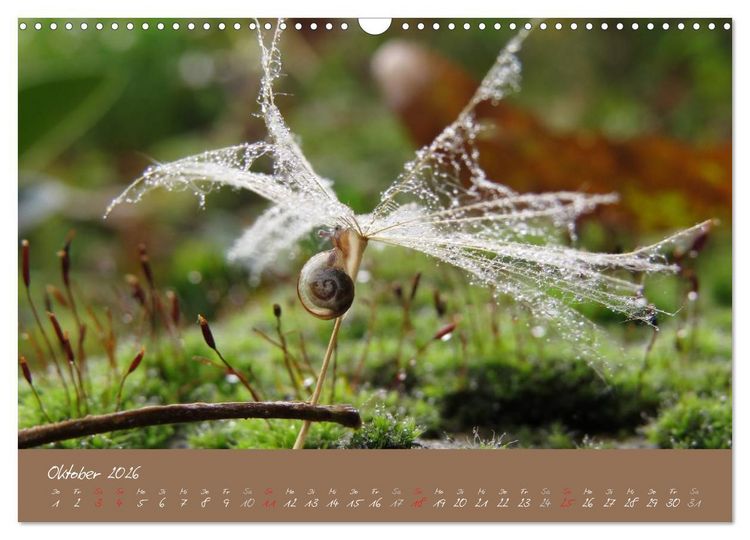 Produktbild: Schneckchen (Wandkalender 2026 DIN A3 quer), CALVENDO Monatskalender