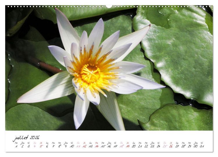 Produktbild: N&eacute;nuphars enchanteurs (Calendrier mural 2026 DIN A2 vertical), CALVENDO calendrier mensuel