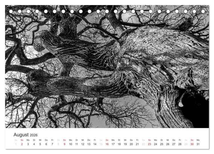 Produktbild: B&auml;ume - Natursch&ouml;nheiten in schwarz-wei&szlig; (Tischkalender 2026 DIN A5 quer), CALVENDO Monatskalender