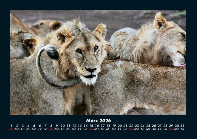 Produktbild: Tiere in der Wildnis 2026 Fotokalender DIN A4