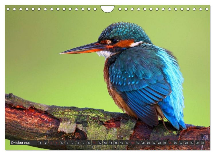 Produktbild: Der Eisvogel (Wandkalender 2026 DIN A4 quer), CALVENDO Monatskalender