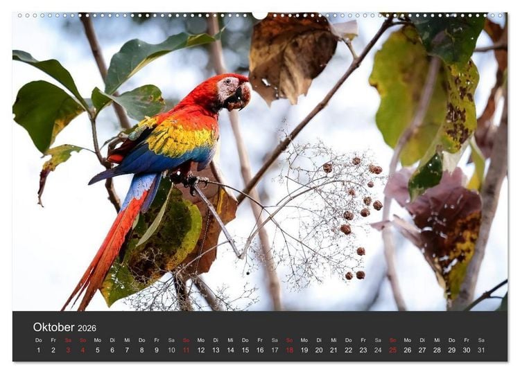 Produktbild: Costa Rica 2026 Exotische Vogelwelt (Wandkalender 2026 DIN A2 quer), CALVENDO Monatskalender