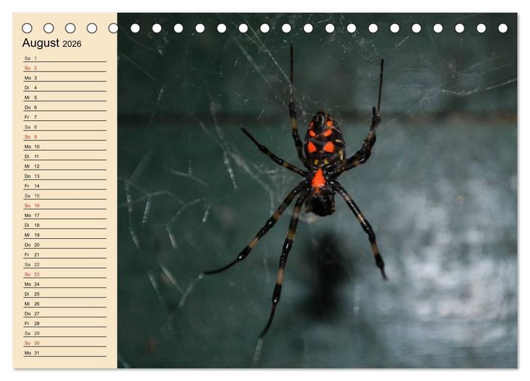Produktbild: Faszination Spinnen (Tischkalender 2026 DIN A5 quer), CALVENDO Monatskalender