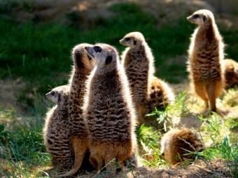 Produktbild: CALVENDO Puzzle Erdm&auml;nnchen - Immer wachsam | 1000 Teile Lege-Gr&ouml;&szlig;e 64x48cm Foto-Puzzle f&uuml;r gl&uuml;ckliche Stunden