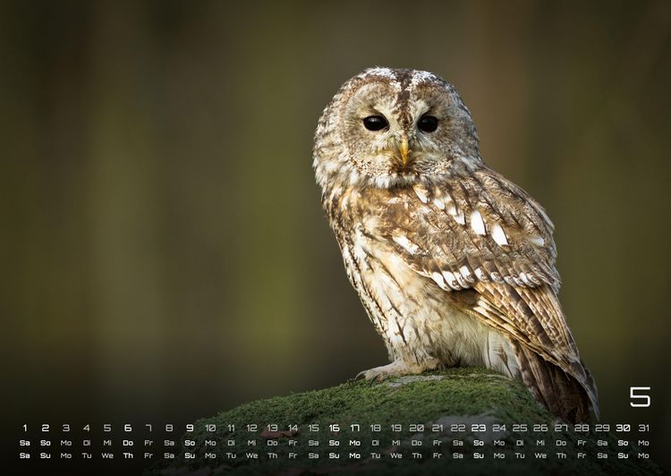 Produktbild: Eulen - W&auml;chter der Nacht - 2027 - Kalender DIN A2