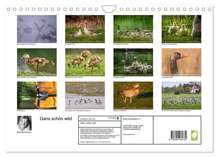 Produktbild: Gans sch&ouml;n wild (Wandkalender 2027 DIN A4 quer), CALVENDO Monatskalender