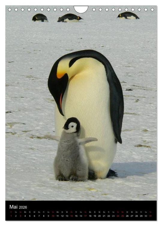 Produktbild: Pinguine - Wackeln im Thermo-Frack (Wandkalender 2026 DIN A4 hoch), CALVENDO Monatskalender