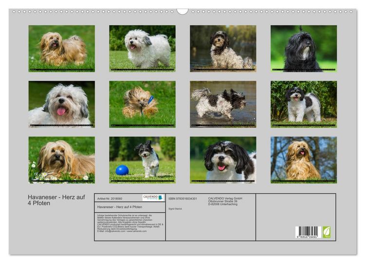 Produktbild: Havaneser - Herz auf 4 Pfoten (Wandkalender 2026 DIN A2 quer), CALVENDO Monatskalender