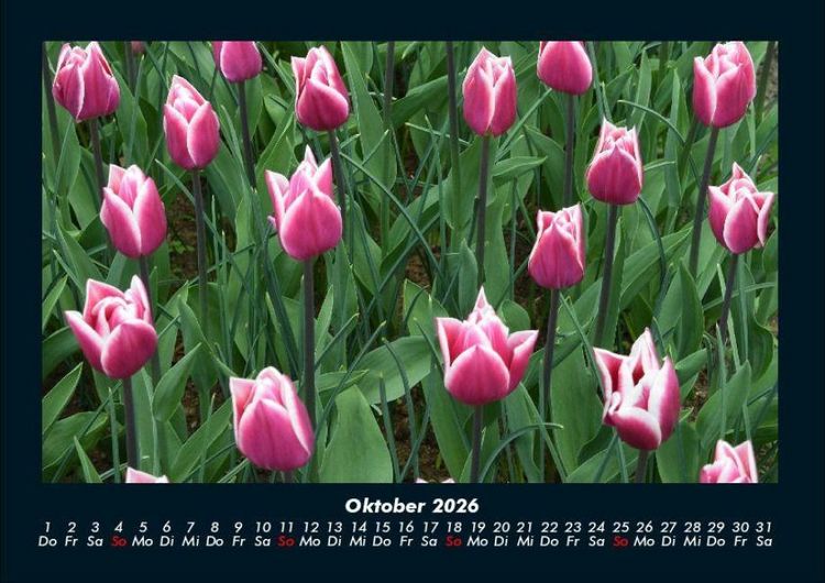Produktbild: Blumentr&auml;ume 2026 Fotokalender DIN A4