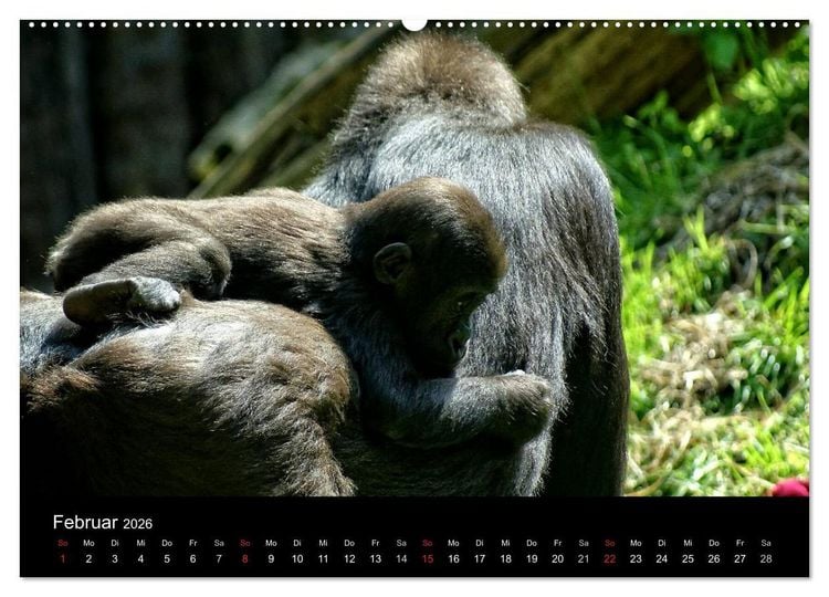 Produktbild: Gorillas - Die sanften Wilden (hochwertiger Premium Wandkalender 2026 DIN A2 quer), Kunstdruck in Hochglanz