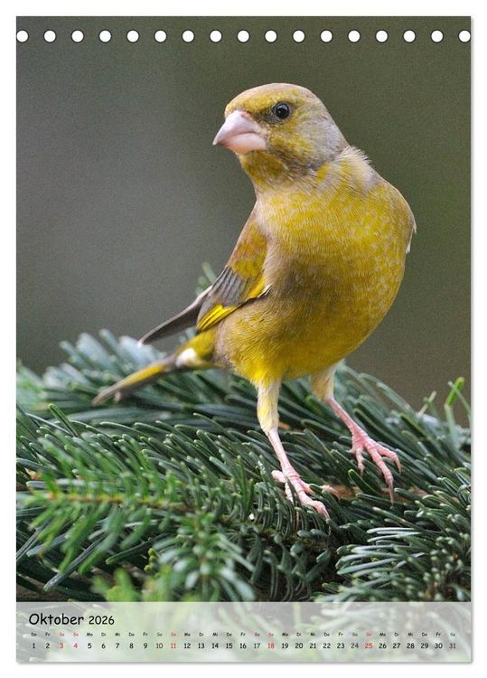 Produktbild: V&ouml;gel im heimischen Garten (Tischkalender 2026 DIN A5 hoch), CALVENDO Monatskalender