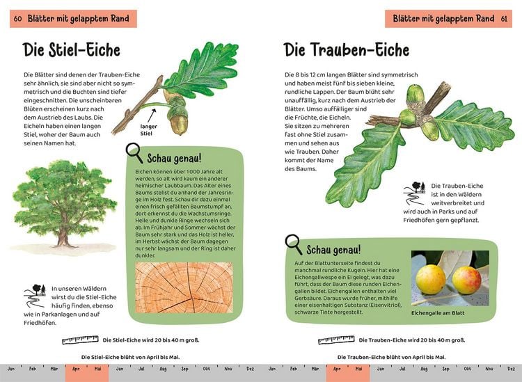 Produktbild: Welcher Baum ist das? Kindernaturf&uuml;hrer