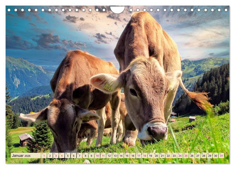 Produktbild: Berg-K&uuml;he, Natur pur - unser sch&ouml;nster Urlaub (Wandkalender 2026 DIN A4 quer), CALVENDO Monatskalender