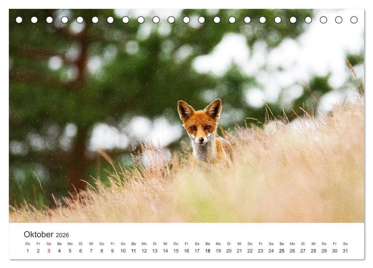 Produktbild: Flinke F&uuml;chse (Tischkalender 2026 DIN A5 quer), CALVENDO Monatskalender