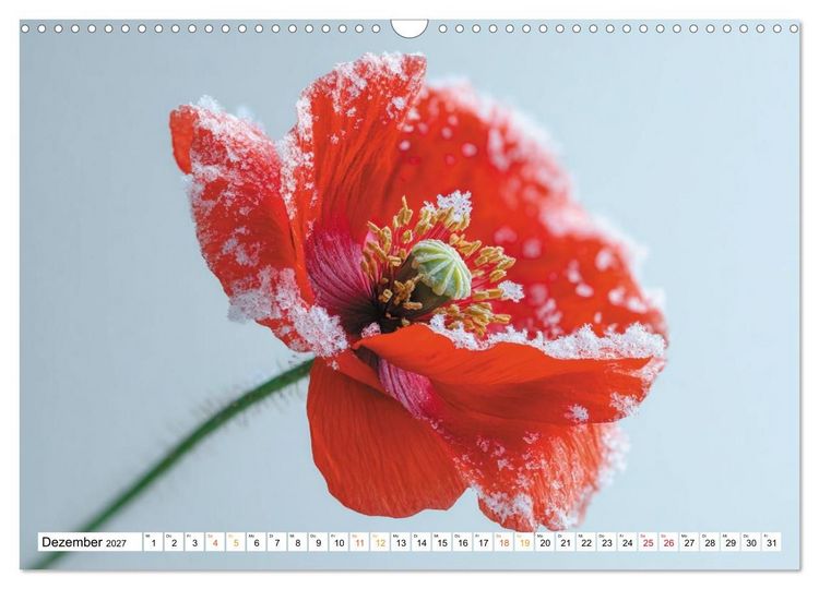 Produktbild: Mohn im Atem des Winters (Wandkalender 2027 DIN A3 quer), CALVENDO Monatskalender