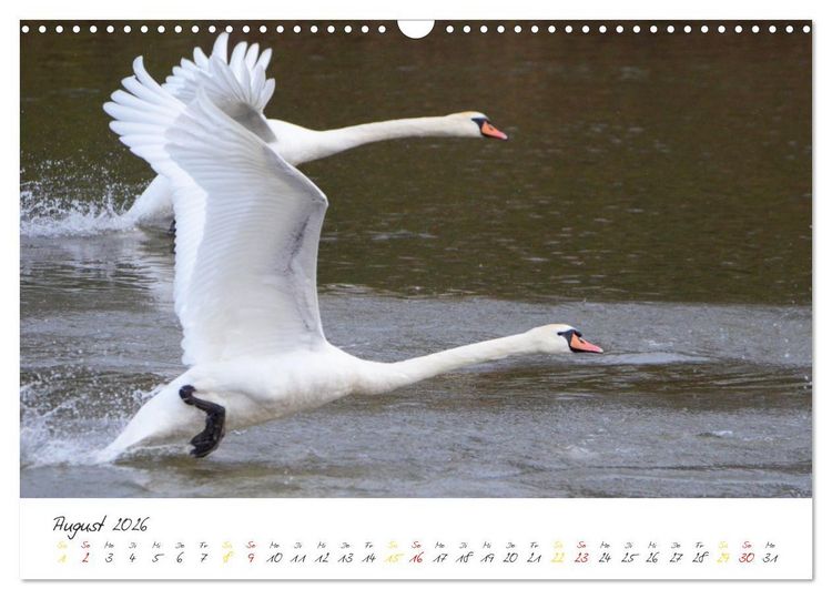 Produktbild: Schw&auml;ne, Liebe f&uuml;r die Ewigkeit (Wandkalender 2026 DIN A3 quer), CALVENDO Monatskalender