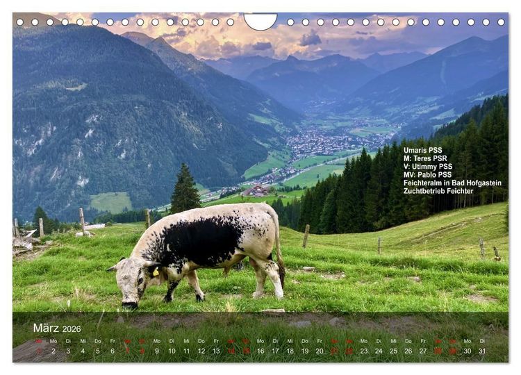 Produktbild: Pustertaler Sprinzen und Schecken 2026 (Wandkalender 2026 DIN A4 quer), CALVENDO Monatskalender