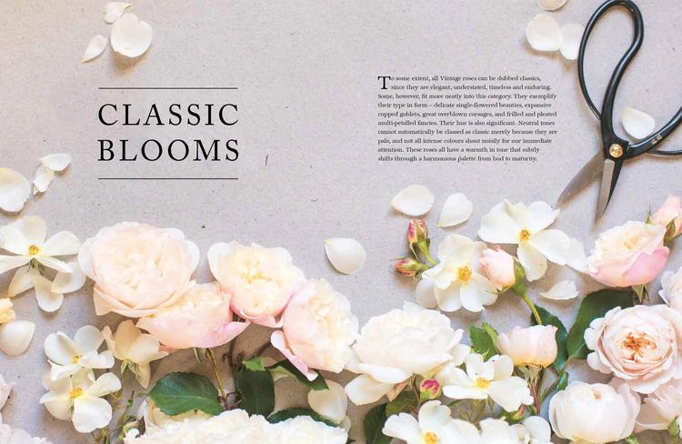 Produktbild: Roses