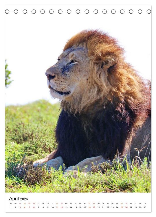 Produktbild: S&Uuml;DAFRIKA Wild-Tiere im Addo Elephant Park (Tischkalender 2026 DIN A5 hoch), CALVENDO Monatskalender