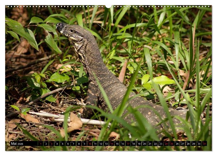 Produktbild: Die Tierwelt in Australien (Wandkalender 2026 DIN A2 quer), CALVENDO Monatskalender