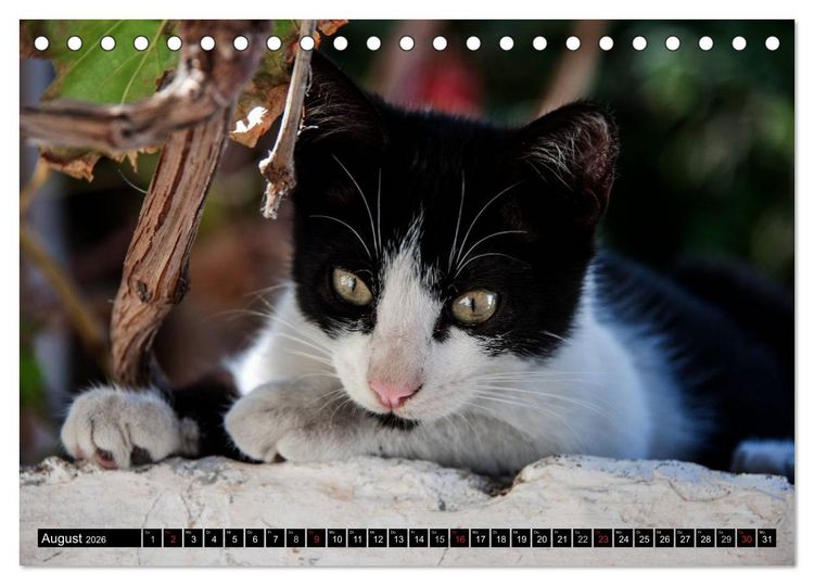 Produktbild: Griechische Katzen (Tischkalender 2026 DIN A5 quer), CALVENDO Monatskalender