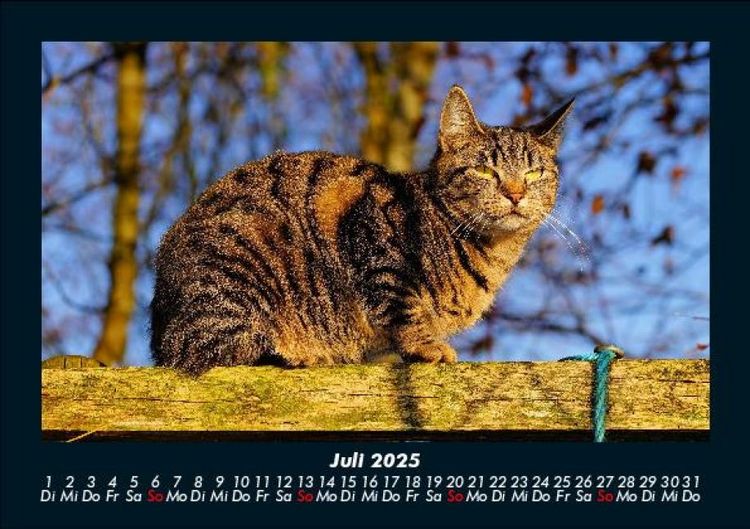 Produktbild: Katzen 2025 Fotokalender DIN A5