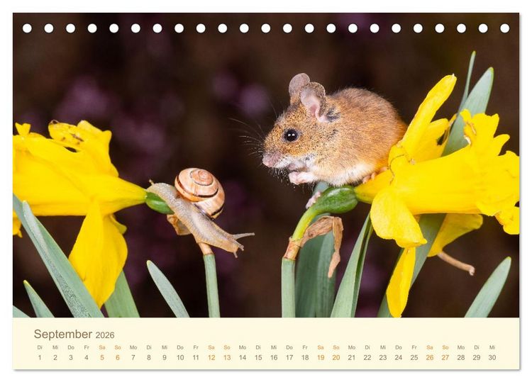 Produktbild: Eulen und M&auml;use (Tischkalender 2026 DIN A5 quer), CALVENDO Monatskalender