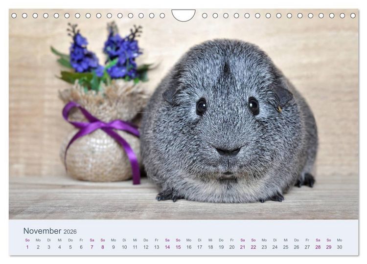 Produktbild: Meerschweinchen Portraits (Wandkalender 2026 DIN A4 quer), CALVENDO Monatskalender