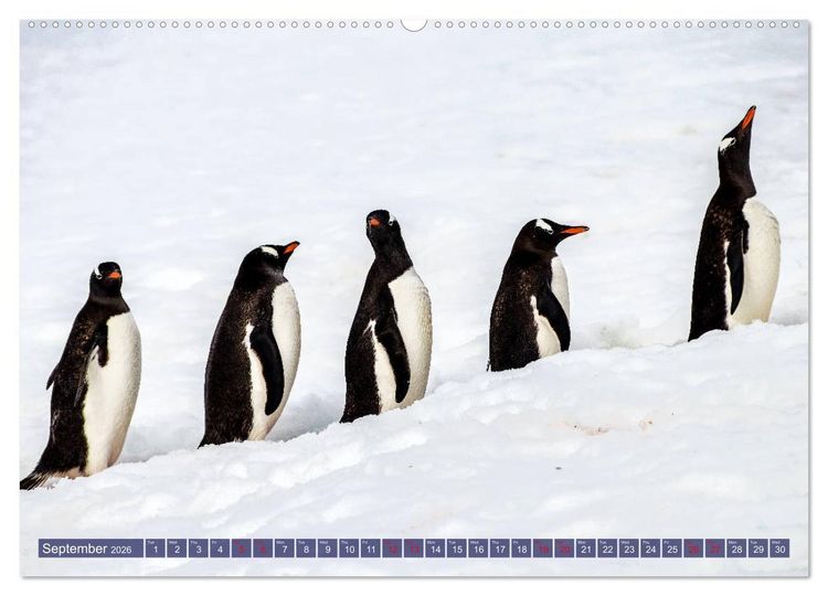 Produktbild: Antarctica Glaciers, seals and penguins (High Quality Premium Wall Calendar 2026 DIN A2 landscape),CALVENDO 12 Month Wall Calendar