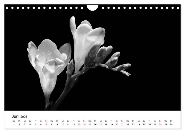Produktbild: Blumen 2026, Schwarz-Wei&szlig; (Wandkalender 2026 DIN A4 quer), CALVENDO Monatskalender