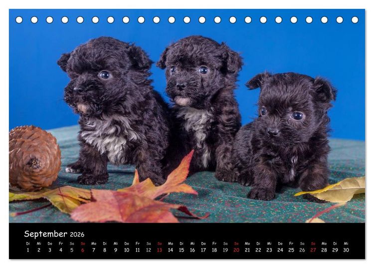 Produktbild: Bolonka Welpenstube (Tischkalender 2026 DIN A5 quer), CALVENDO Monatskalender