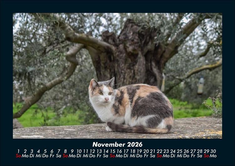 Produktbild: F&uuml;r Katzenfreunde 2026 Fotokalender DIN A5