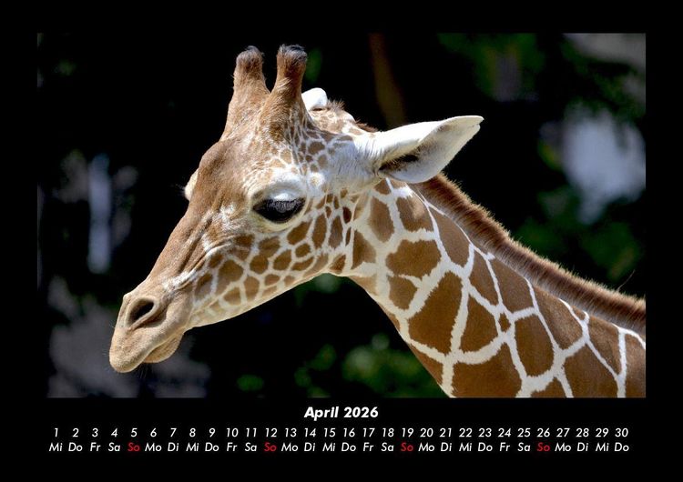 Produktbild: Giraffen 2026 Fotokalender DIN A3