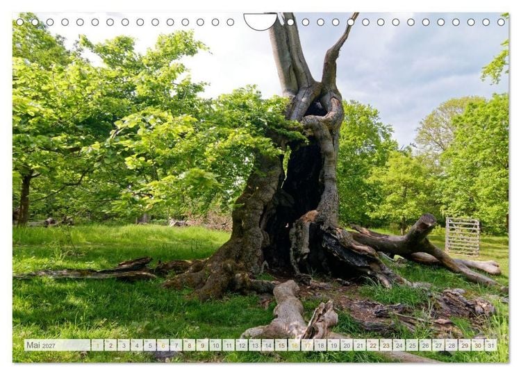 Produktbild: Hutewald Halloh - Baumriesen aus vergangenen Zeiten (Wandkalender 2027 DIN A4 quer), CALVENDO Monatskalender
